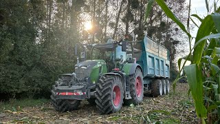 Saison d’ensilage 2024 🌽  SARL David Desimpel  Ensilage de maïs pour les méthanisations [upl. by Narak568]