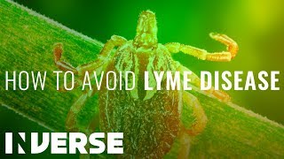 Lyme Disease Symptoms and How to Avoid It  Inverse [upl. by Kcirret]