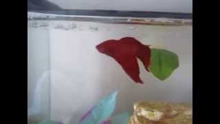 How to teach your Betta 4 different tricks [upl. by Ahtekal120]