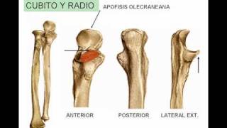 Miologia de miembro superior 5 [upl. by Audry711]