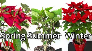 Poinsettia Care Throughout The Year [upl. by Parent]