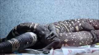 Beaded Lizard Breeding [upl. by Ennyl]