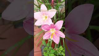 Zephyranthes Carinata Rosepink zephyr Lily or Pink Rain Lily [upl. by Aran716]