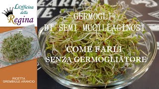 Germogli di semi mucillaginosi  Come farli senza germogliatore [upl. by Oicnoel415]