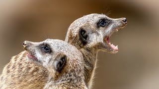 Mongoose habitat and behavior in the wild [upl. by Onitnerolf]