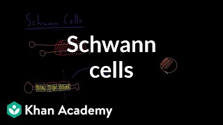 Schwann cells  Nervous system physiology  NCLEXRN  Khan Academy [upl. by Bert]