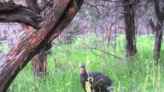 GRAND SLAM PURSUIT  Josh Dahlke  Wild Turkey Hunting [upl. by Nims469]