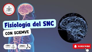 Fisiología del sistema nervioso central🧠 [upl. by Nref]