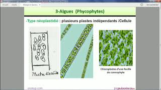 Les thallophytes  Les Algues [upl. by Leahcimal850]