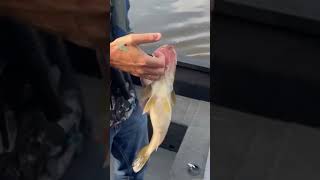 Walleye fishing on the Mississippi River fishing fish walleye walleyefishing [upl. by Iclehc]