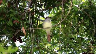 Great Crested Flycatcher Myiarchus crinitus [upl. by Harlin317]