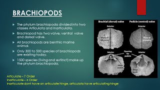 Brachiopods  Evolutionary Trend in Brachiopoda  Invertebrate Paleontology [upl. by Henrique908]