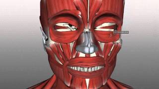 Muscles of Facial Expression  Anatomy Tutorial PART 1 [upl. by Grados]