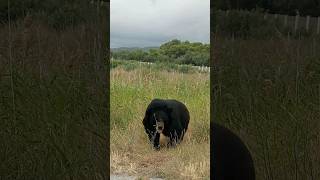 El oso 🐻 viene a por nosotros 😱😱 curiosidades oso [upl. by Wing]