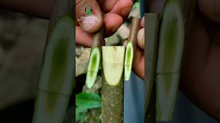 Best grafting technique 100 successful persimmon [upl. by Itnahs757]