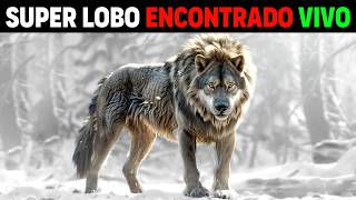 AGORA Super Lobo MAIOR E MAIS AGRESSIVO está VIVO na Sibéria  NÃO SÃO LOBOS NORMAIS [upl. by Rehpotsyrhc325]