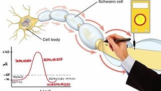 NEURON ACTION POTENTIAL MADE EASY [upl. by Stevenson]