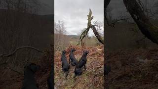 Pheasant Retrieved with Labrador Retriever Driven Shooting Gundog [upl. by Georgianne460]