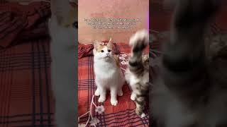 Imported Maine coons Cat Kittens for Sale mainecoon newdelhi kolkata mainecooncats bangalore [upl. by Leilani330]