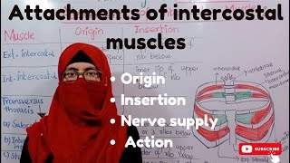 Attachments of intercostal muscles  origin Insertion  Nerve supply  Action  walls of the thorax [upl. by Aneleh10]