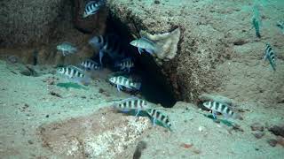 Neolamprologus tetrocephalus with fry at Jacobsens beach Kigoma Lake tanganyika [upl. by Elinad]