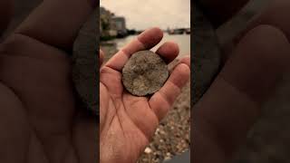 Old Sailmakers Palm  2 in the bush is worth one in the hand  mudlarking the Thames River London [upl. by Atteuqahs]