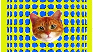 Catnosis Hypnotize your cat and yourself with this awesome video [upl. by Yorztif495]