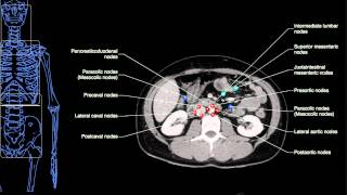 Anatomy Labeled Lymph Node Spaces amp Hepatic Segments [upl. by Gerger]