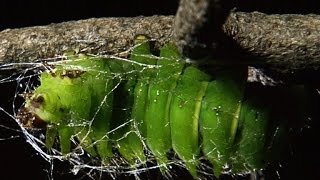 TimeLapse Footage of a Giant Caterpillar Weaving Its Cocoon [upl. by Ashlee]