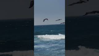 Brave sea birds flying over roaring sea 🌊 [upl. by Jorgensen]