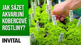 Jak sázet rostliny🌱 do akvária🐟  kobercové rostliny  INVITAL [upl. by Ardnahc]