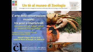 Un Tè al muzoo Larte della conservazione museale tra pesci e invertebrati ProfRaffaele Gattelli [upl. by Mutua810]