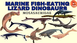 Types of Mosasaur Species Name in English for kids kidslearning dinosaur mosasaurus [upl. by Ledah126]