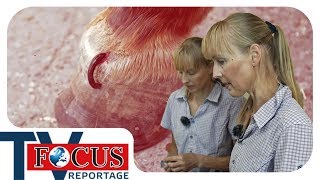 Blutegel Behandlung  Tierheilpraktiker im Einsatz  Focus TV Reportage [upl. by Radke637]