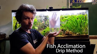 How I Acclimate Fish 2 The Drip Acclimation [upl. by Perni316]