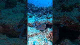 The moray eel 🦕 wildlife oceanlife ocean scubadiving naturelovers nature sealife [upl. by Eelydnarb723]