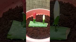 How to propagate hibiscus flowers from flowers buds with alovera shorts hibiscusflowers [upl. by Lotty]