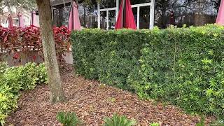 Podocarpus Hedge 5ftPrivacy Screens and HedgesLarge Trees and PalmsThe Tree Planters In Florida [upl. by Elleda]