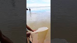 WOW amazing cast net fishing video shortsfeed shortvideo fishing villagelife [upl. by Nelli838]