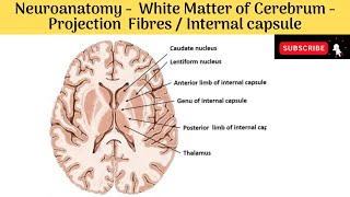 White Fibres of Cerebrum  Projection Fibres Internal Capsule Situation  Parts Fibre Constituent [upl. by Atteynad319]