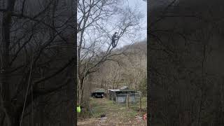 Climber out on a limb Groundman doing his job [upl. by Stafford]