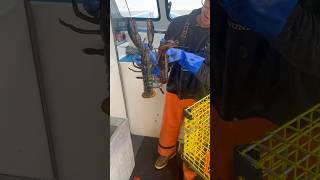 Unique catch while Maine Lobster Fishing maine lobster fishing ocean nature shorts [upl. by Nnorahs]