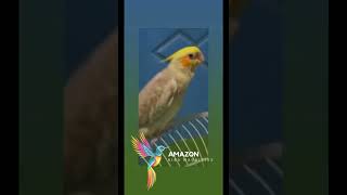 Little Cockatiel sings to the beat parrot bird pet cockatiel cute [upl. by Ynaffad864]