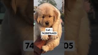 Ultimate quality Golden retriever puppies for sale in Delhi ncr puppygram puppypic happypaws [upl. by Erait]