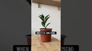 Growing a Lime Tree  creative explained [upl. by Auot]