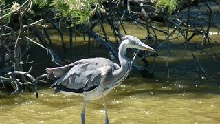 Camargue paradis des oiseaux  Camargue bird paradise [upl. by Cosmo]