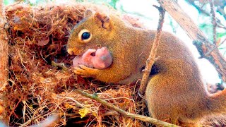 Una ardilla busca ayuda en un hombre ya que su cría estaba en serios problemas [upl. by Ahsyas465]