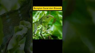 Bunglon Surai dan Biawak  Bronchocela jubata [upl. by Dom]