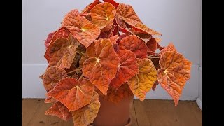 Begonia Autumn Ember ppaf [upl. by Stila]