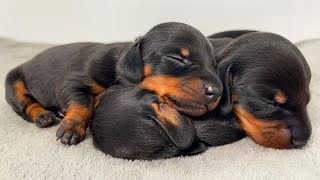 Dachshund puppies from 0 to 4 weeks old [upl. by Battista989]